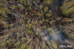 Тушение торфяного пожара возле поселка Безречный. Свердловская область, Березовский, лес, лесной пожар, лесной массив, лес в дыму
