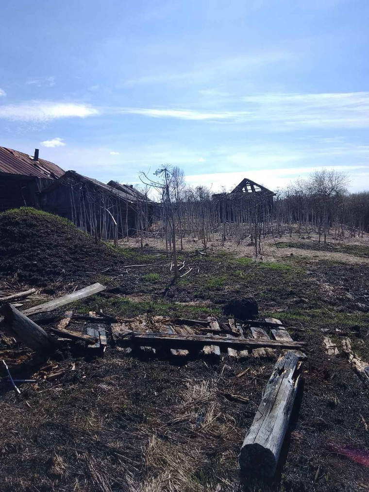 Село атакует борщевик, отмечают жители Никулино