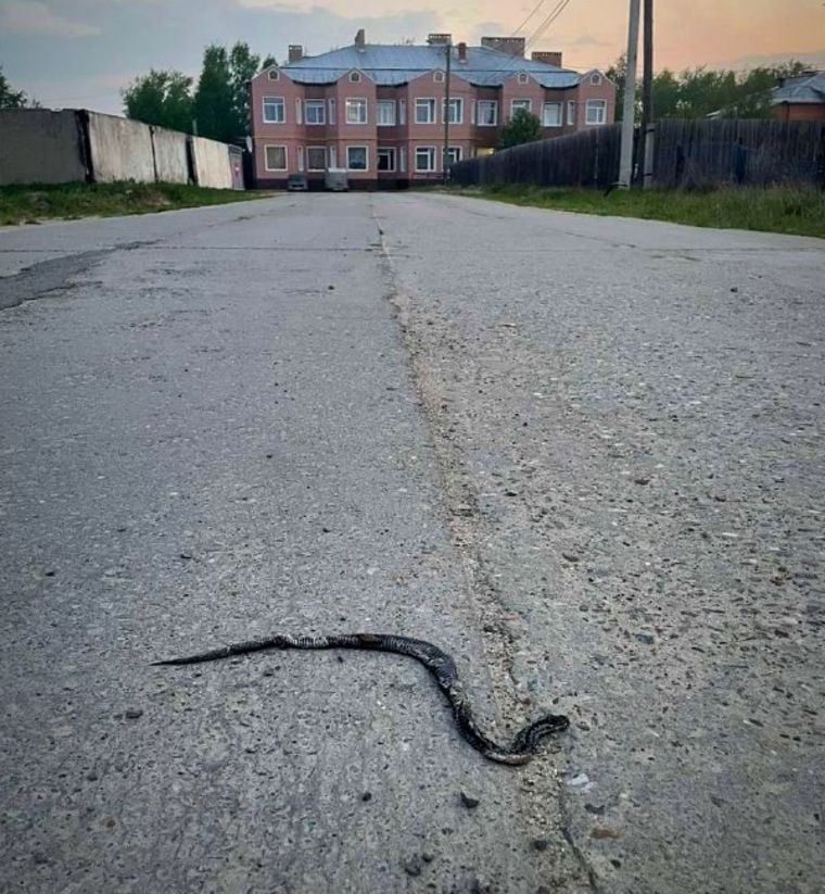 Жители Югорска сфотографировали змею на дороге