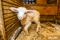 Symbols of 2015. Yekaterinburg, sheep, lamb