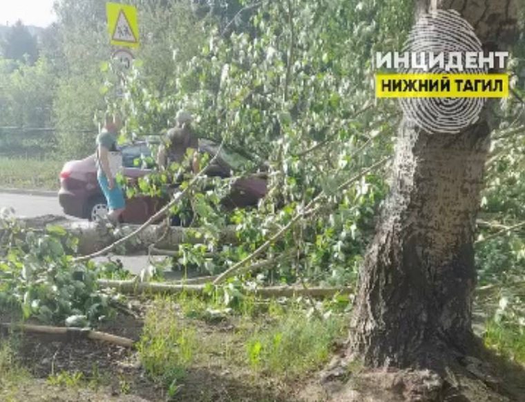 Дерево упало на машину в Дзержинском районе