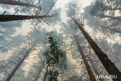 Верховые пожары в поселках Джабык и Запасное. Челябинская область, деревья, лес, задымление, лесной пожар