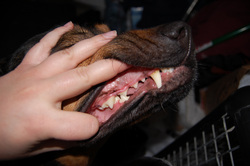 Открытая лицензия от 25.08.2015. Зубы , пес, зубы, укус, клыки