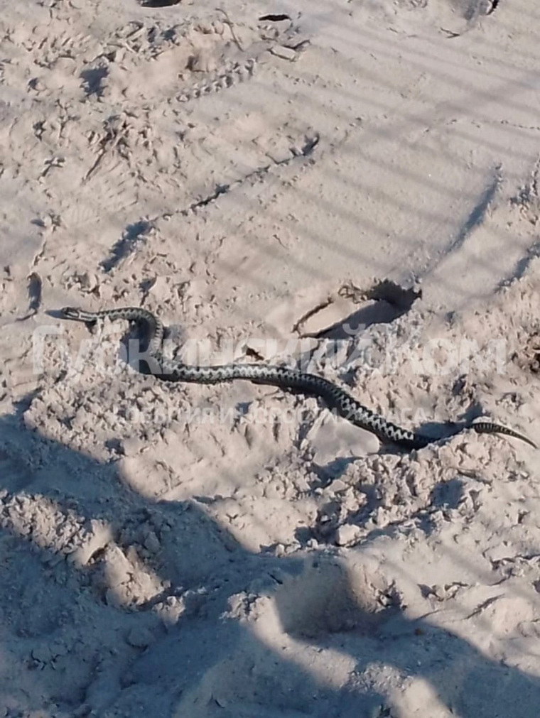 Змея была замечена на песке