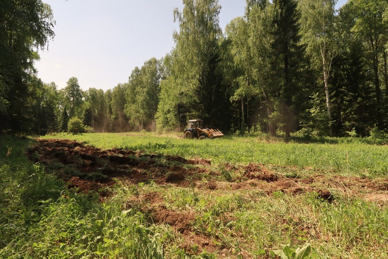 Урожай злаковой культуры поспеет в августе