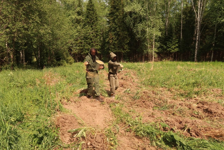 Овес в нацпарке сеют вручную