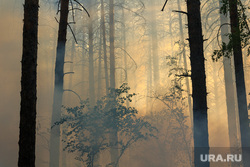 Верховые пожары в поселках Джабык и Запасное. Челябинская область, дым, деревья, лес, лесной пожар