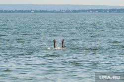 «Путинский» пляж на озере Смолино. Челябинск, купающиеся, купание, лето, жара, утопающий, руки вверх, плавание, водоем, безопасность на воде, тонет