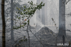 Лесной пожар на озере Глухое. Свердловская область, дым, последствия пожара, лес в дыму, муравейнк