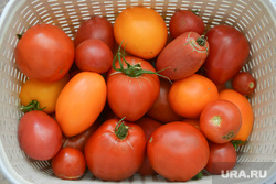 Помидоры, урожай. Челябинск, овощи, помидоры, урожай, огород, томаты, садоводство, сельское хозяйство, продовольственная безопасность