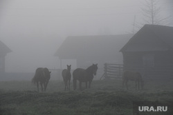 Охота на водоплавающую дичь. Пермь, лошади, туман в деревне, рассвет в деревне