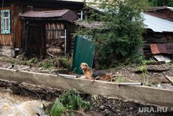 Последствия паводка в городе Нижние Серги. Свердловская область, собака, паводок, наводнение, потоп, домашнее животное, разрушение жилого дома