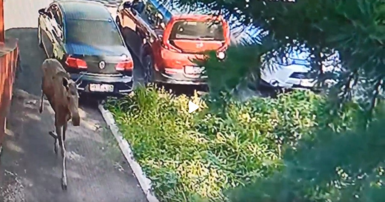 Лось повредил автомобили, припаркованные у «Мотовилихинских заводов»
