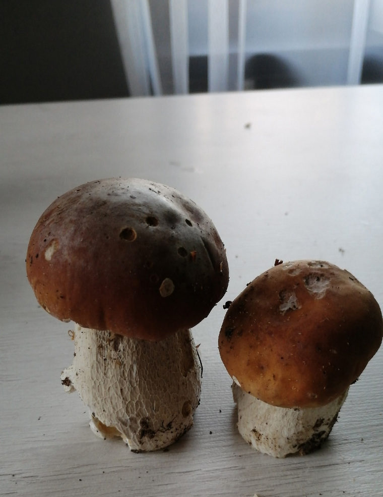 Вот такие белые грибы нашла пермячка Елена Гневашева
