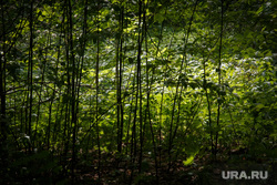 Шарташский лесной парк. Екатеринбург, деревья, лес, лето, чаща