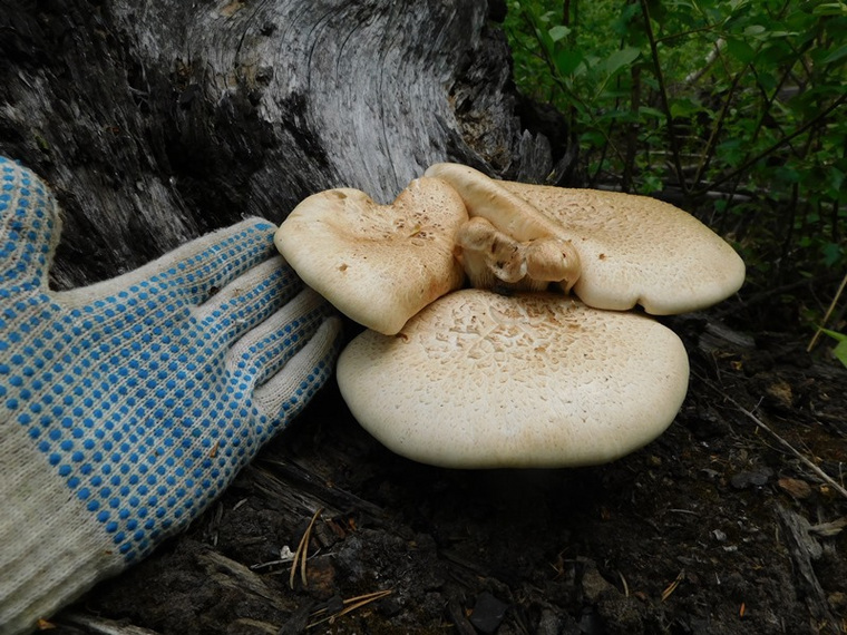 Шпальный гриб в заповеднике вырос на погибшем стволе дерева