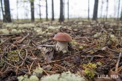 Грибная пора. Чердыньский район, лес, осенний лес, природа, грибы в лесу, осень в лесу, белый гриб