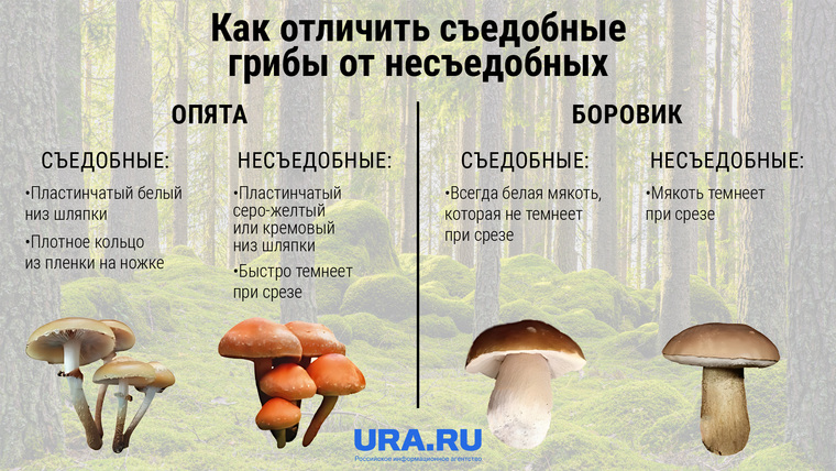 Как определить съедобный ли гриб: опята и боровик