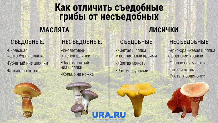 Как определить съедобный ли гриб: маслята и лисички
