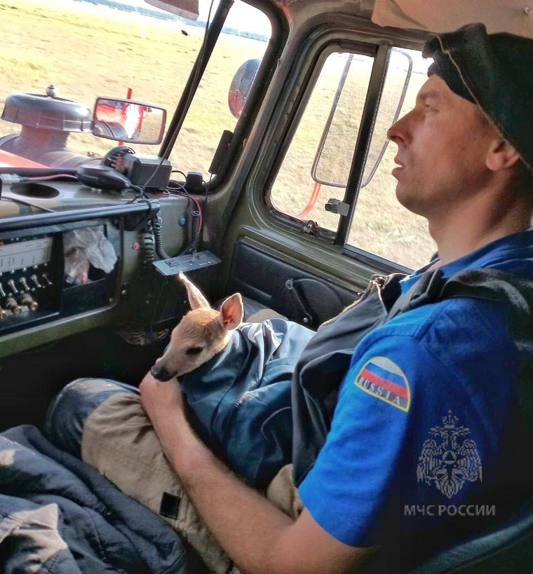 Командир пожарного отделения Александр Суслов назвал детеныша косули «Бемби»