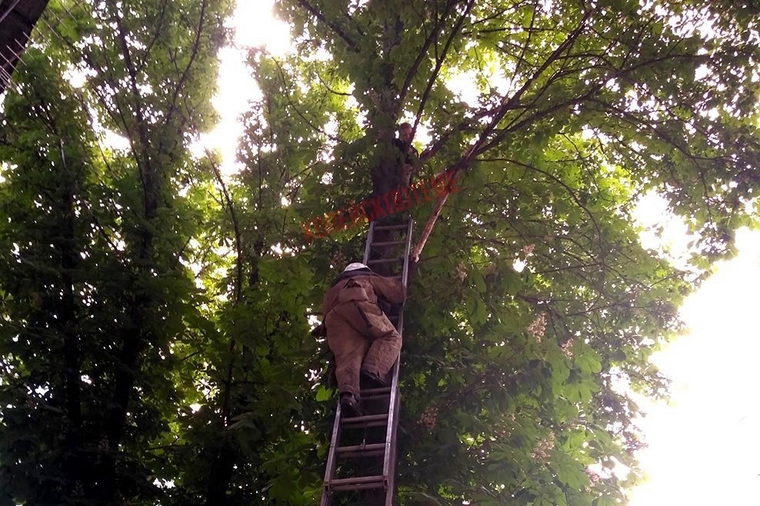 Ребенка сняли с дерева по трехколенной лестнице