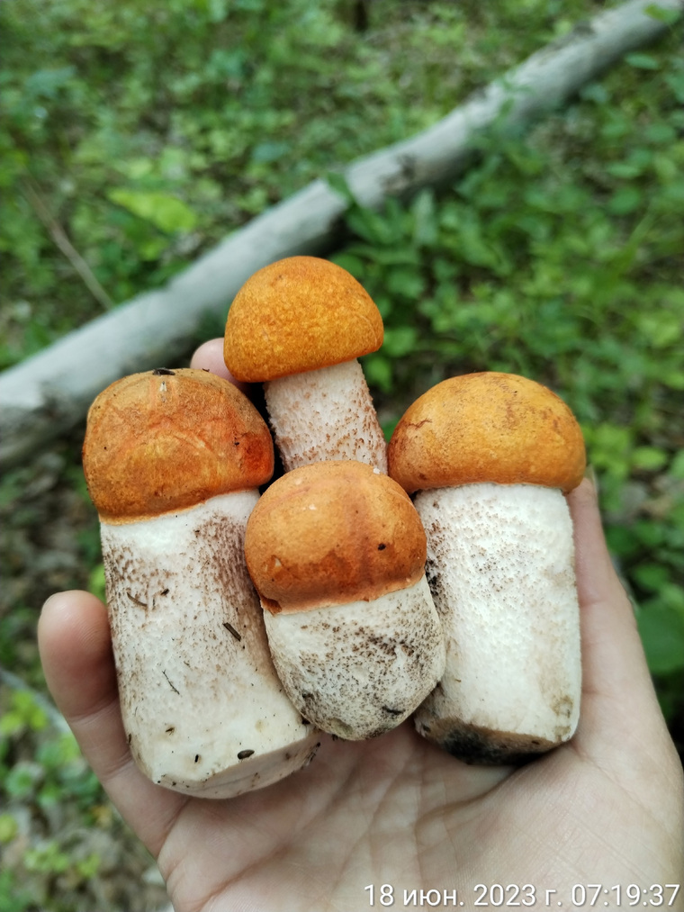 В июне в лесах уже появились белые грибы