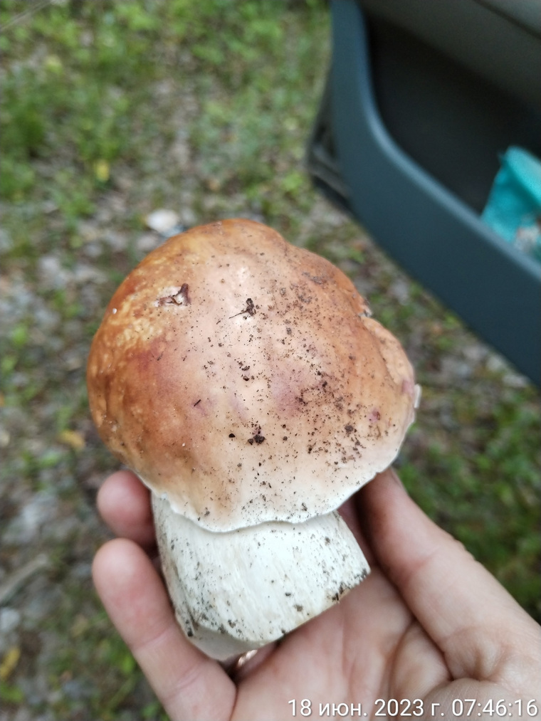 Любители собирать грибы делятся фотографиями