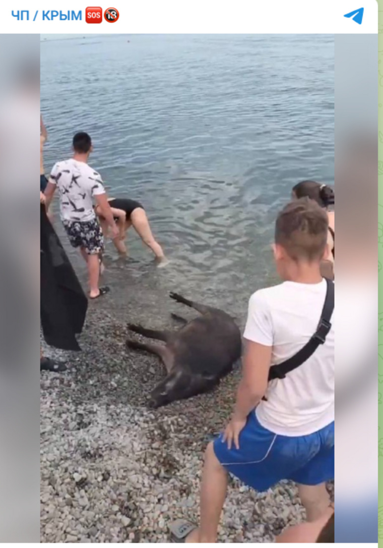 В Ялте на пляж выбросило труп животного
