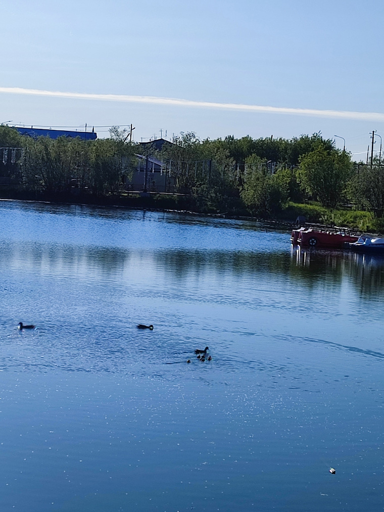 patinhos no lago