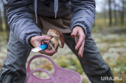 Грибная пора. Чердыньский район, лес, осенний лес, природа, грибы в лесу, грибники, осень в лесу