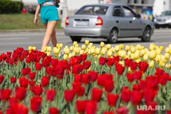 Жара. Виды города. Екатеринбург, клумба, лето, жара, клумба с цветами, цветы, цветы в городе