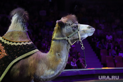 Открытая репетиция с животными в цирке. Екатеринбург  , цирк, верблюд, цирковое представление