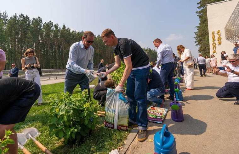 Возле центра посадили 20 кустовых гортензий