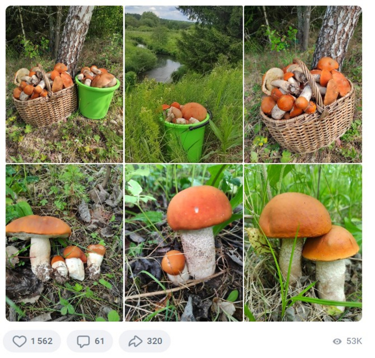 Сообщение о грибах в соцсети набрало свыше 53 тысяч просмотров, 61 комментарий и полторы тысячи лайков