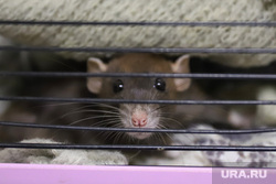 Работник Ozon рассказал о крысах и тухлятине на складе Екатеринбурга