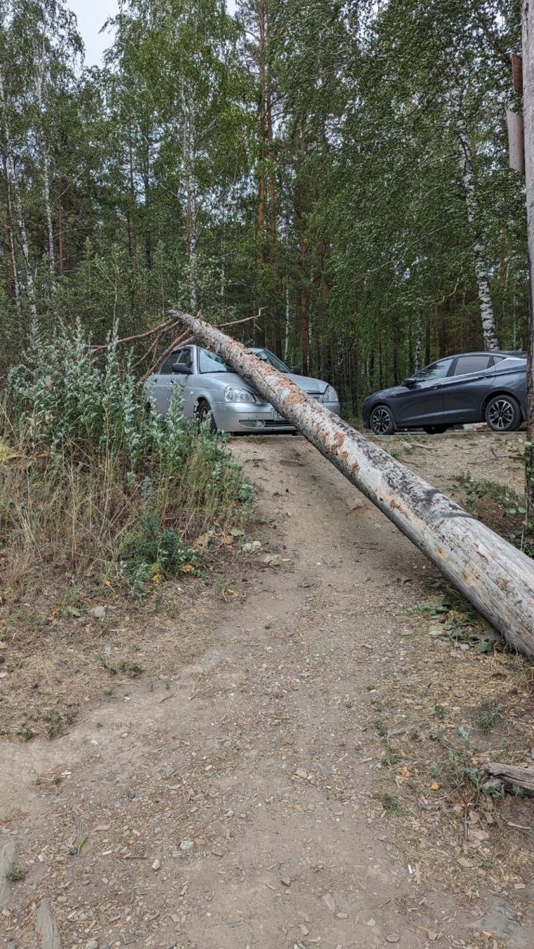 Жители считают, что рядом есть еще одно опасное дерево