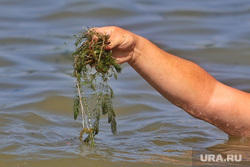 Водоросли на пляже Голубые озера. Курган , водоросли, река кама, тина