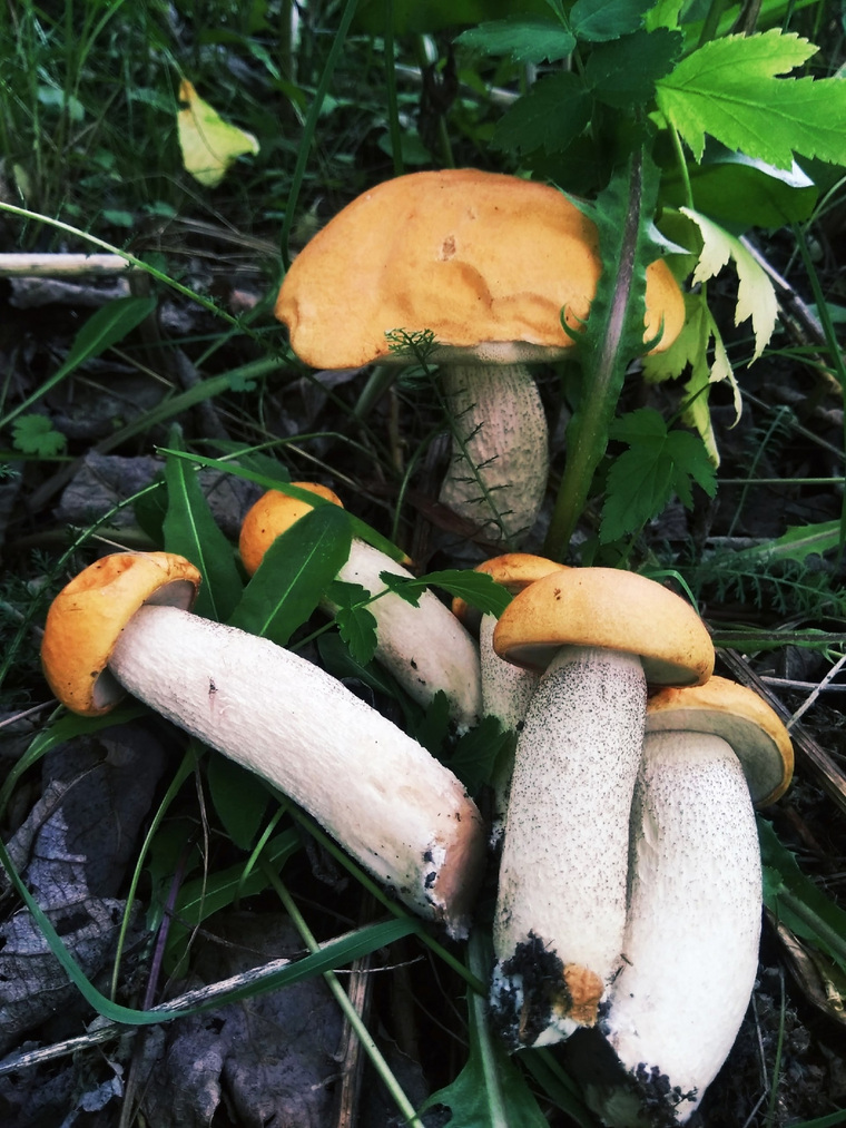 Много грибов выросло после ливня