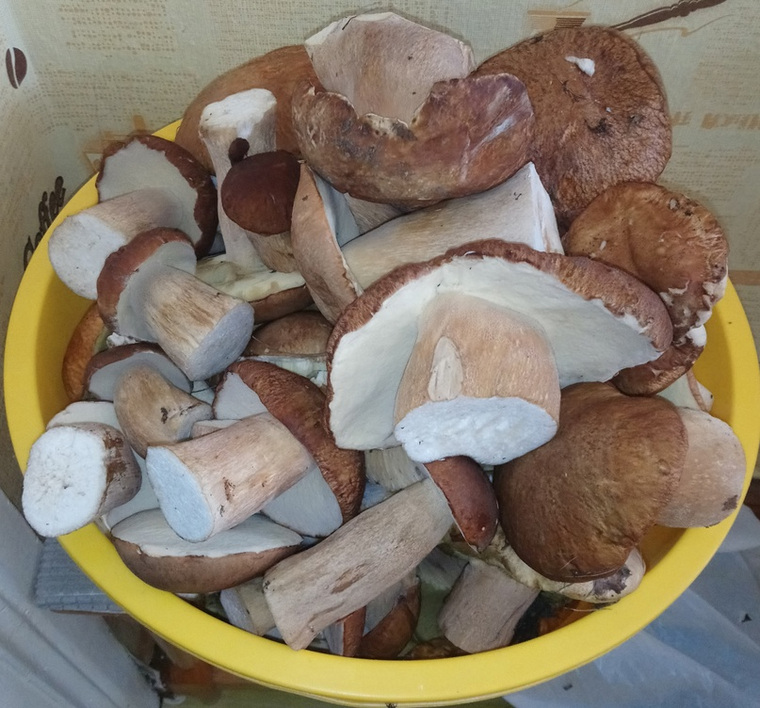 Житель Катайского округа похвастался урожаем белых грибов, собранных 19 июля 2023 года