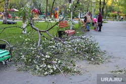 Сломанное дерево в детском парке Курган, сломанное дерево