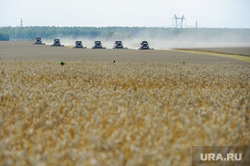 Дубровский и пшеница Челябинск, поле, комбайн, пшеница, урожай, жатва