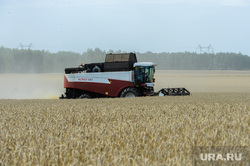 Дубровский и пшеница Челябинск, поле, комбайн, пшеница, урожай