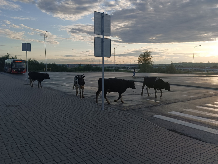 Несколько быков и коров забрели на территорию аэропорта