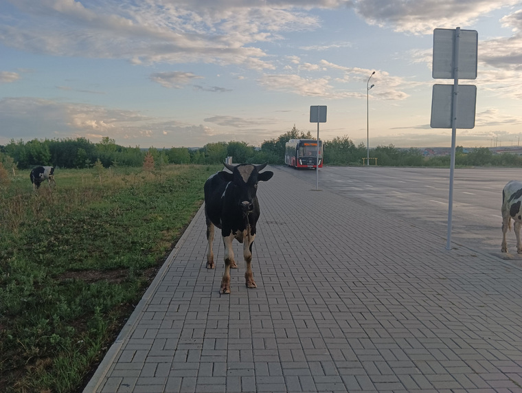 Некоторые животные, по мнению пассажиров, выглядели довольно агрессивно