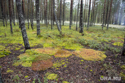 Грибная пора. Чердыньский район, лес, осенний лес, природа, грибы в лесу, осень в лесу