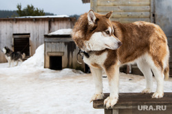 Горнолыжный комплекс «Гора Белая». Свердловская область, собака, домашние животные, хаски, сторожевая собака
