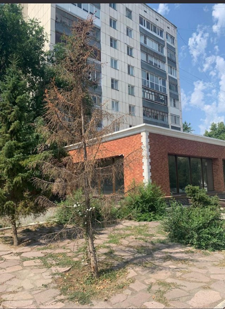 В Кургане засохла еще одна ель на перекрестке улиц Володарского-Горького