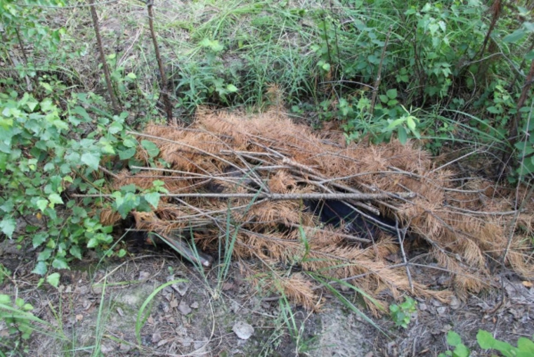 В лесу в Кетовском округе было найдено тело убитого курганца