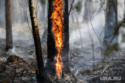 Лесные пожары, клипарт. Екатеринбург, дерево горит, лесной пожар, пожар в лесу, открытый огонь