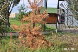 Хвойная аллея. Курган, аллея, хвойная аллея